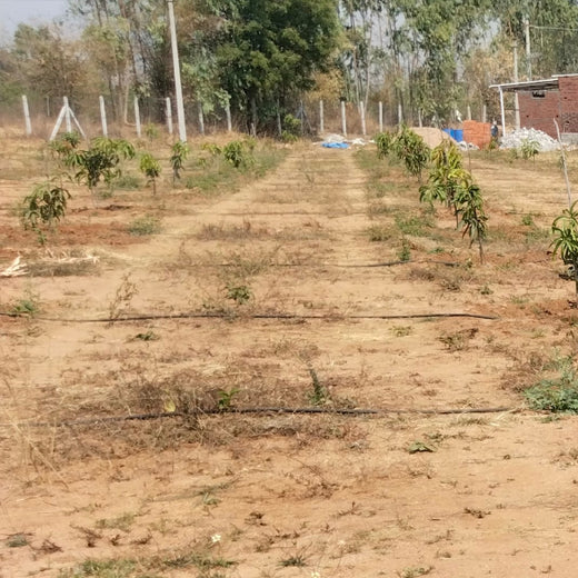 Balancing Carbon Footprint: Dr. Reddy’s Laboratories Green Initiative – 6 months