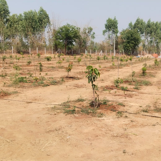 Balancing Carbon Footprint: Dr. Reddy’s Laboratories Green Initiative – 6 months