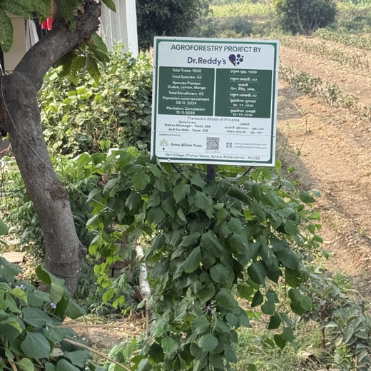 Planting Impact at CPHI India 2024: Dr. Reddy’s Agroforestry Journey – 2 years