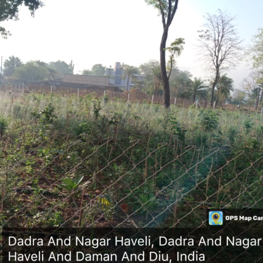 Dolara Village Blossoms: Silox India’s Miyawaki Green Legacy – 1 year