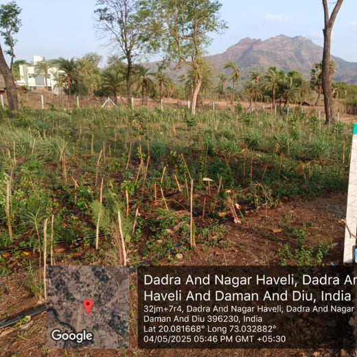 Dolara Village Blossoms: Silox India’s Miyawaki Green Legacy – 1 year