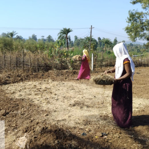 Dolara Village Blossoms: Silox India’s Miyawaki Green Legacy – Planting