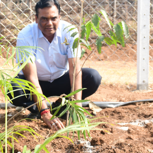 Dolara Village Blossoms: Silox India’s Miyawaki Green Legacy – 6 months