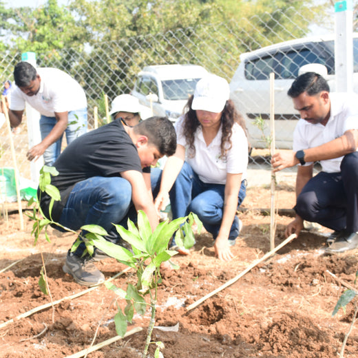 Dolara Village Blossoms: Silox India’s Miyawaki Green Legacy – 6 months