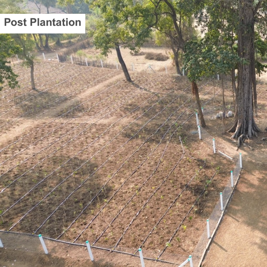 Dolara Village Blossoms: Silox India’s Miyawaki Green Legacy – 1 year