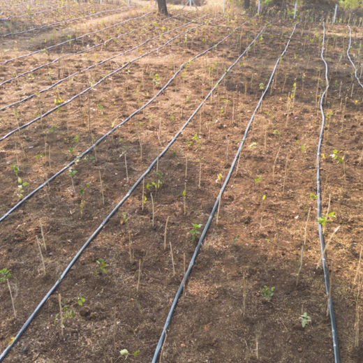 Dolara Village Blossoms: Silox India’s Miyawaki Green Legacy – 1 year