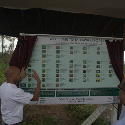 Dolara Village Blossoms: Silox India’s Miyawaki Green Legacy – 2 years