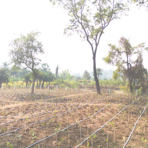 Dolara Village Blossoms: Silox India’s Miyawaki Green Legacy – 1 year