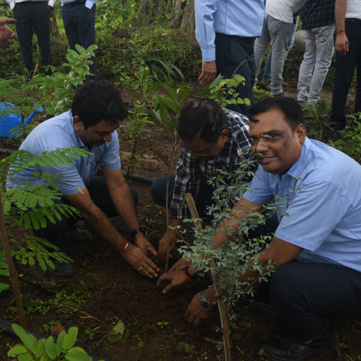 Dolara Village Blossoms: Silox India’s Miyawaki Green Legacy – 3 years