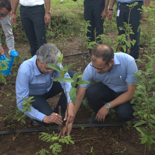Dolara Village Blossoms: Silox India’s Miyawaki Green Legacy – 3 years