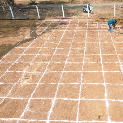 Dolara Village Blossoms: Silox India’s Miyawaki Green Legacy – Planting