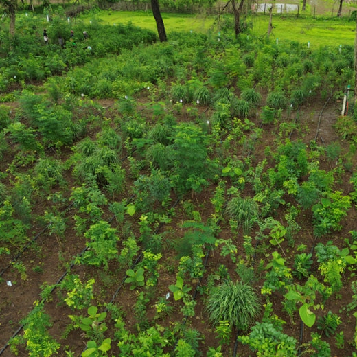 Dolara Village Blossoms: Silox India’s Miyawaki Green Legacy – 2 years