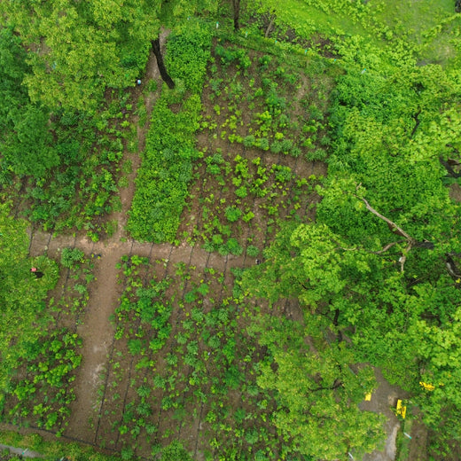 Dolara Village Blossoms: Silox India’s Miyawaki Green Legacy – 2 years
