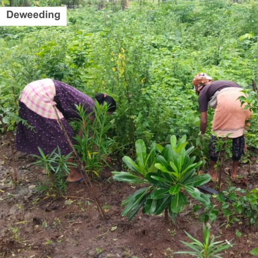 Dolara Village Blossoms: Silox India’s Miyawaki Green Legacy – 1 year