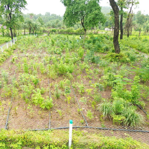 Dolara Village Blossoms: Silox India’s Miyawaki Green Legacy – 2 years