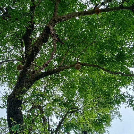 Dolara Village Blossoms: Silox India’s Miyawaki Green Legacy – 2 years