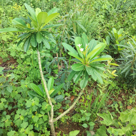 Dolara Village Blossoms: Silox India’s Miyawaki Green Legacy – 2 years