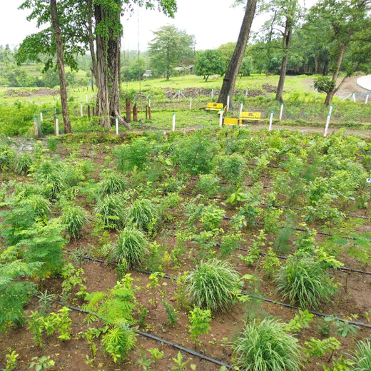 Dolara Village Blossoms: Silox India’s Miyawaki Green Legacy – 2 years