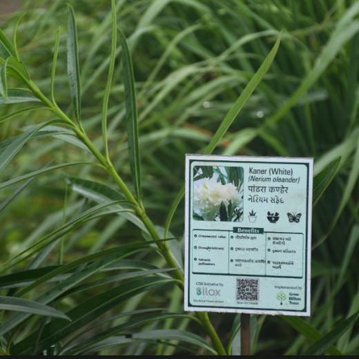 Dolara Village Blossoms: Silox India’s Miyawaki Green Legacy – 3 years