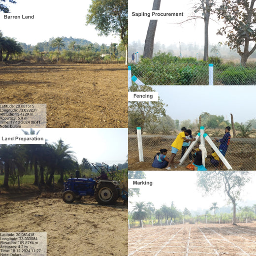 Dolara Village Blossoms: Silox India’s Miyawaki Green Legacy – Planting