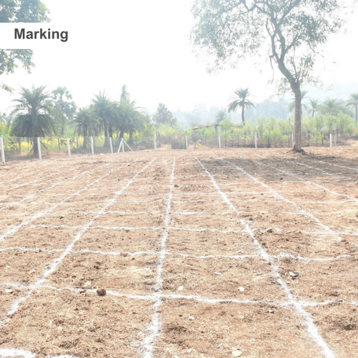 Dolara Village Blossoms: Silox India’s Miyawaki Green Legacy – Planting