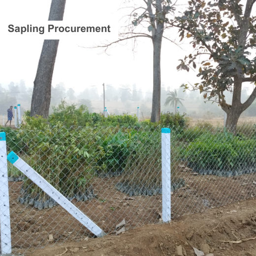 Dolara Village Blossoms: Silox India’s Miyawaki Green Legacy – Planting