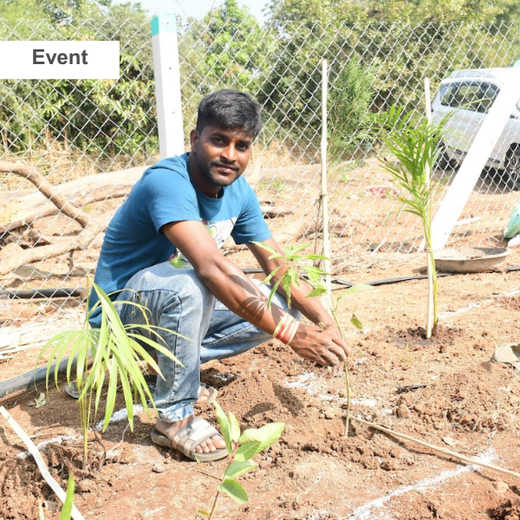Dolara Village Blossoms: Silox India’s Miyawaki Green Legacy – 6 months