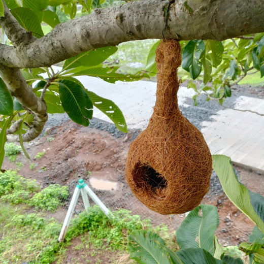 Dolara Village Blossoms: Silox India’s Miyawaki Green Legacy – 2 years