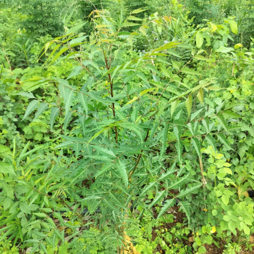 Dolara Village Blossoms: Silox India’s Miyawaki Green Legacy – 2 years