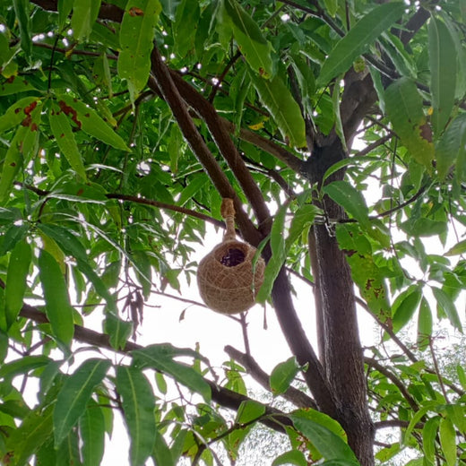 Dolara Village Blossoms: Silox India’s Miyawaki Green Legacy – 2 years