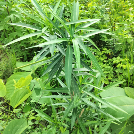 Dolara Village Blossoms: Silox India’s Miyawaki Green Legacy – 2 years