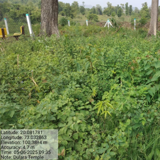 Dolara Village Blossoms: Silox India’s Miyawaki Green Legacy – 1 year