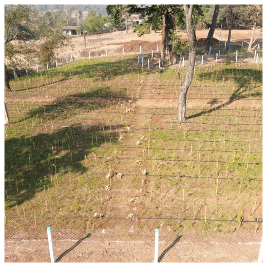 Dolara Village Blossoms: Silox India’s Miyawaki Green Legacy – 1 year