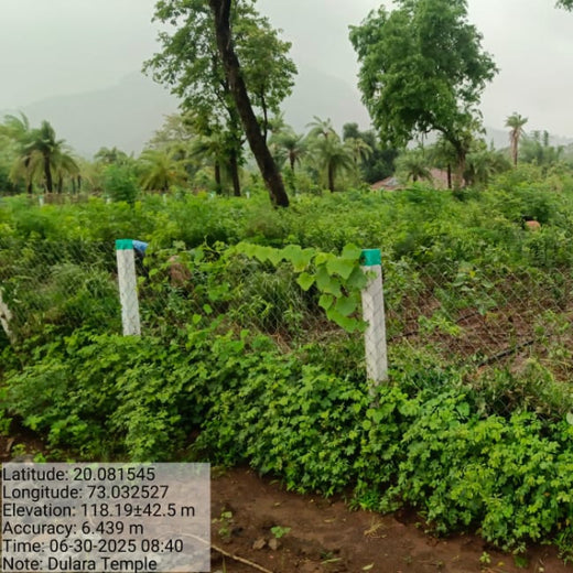 Dolara Village Blossoms: Silox India’s Miyawaki Green Legacy – 2 years