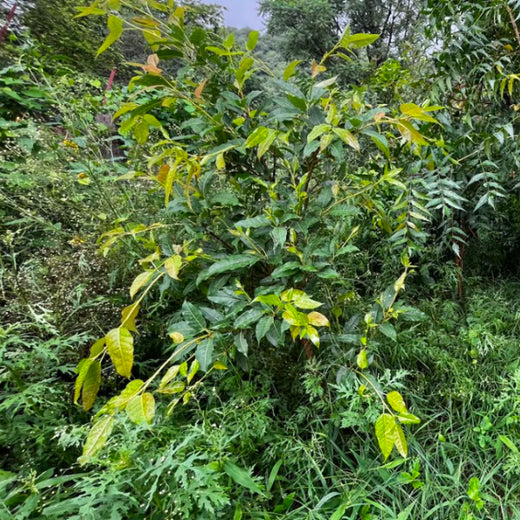 Eastman Auto & Power Ltd Grows Green: Urban Forest for Earth Day – 2 years