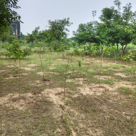 Smarter World, Greener Earth: Emerson’s CSR Initiative – 6 months