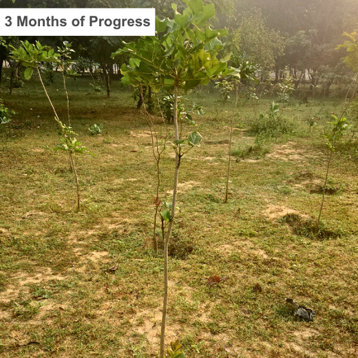 Smarter World, Greener Earth: Emerson’s CSR Initiative – 1 year