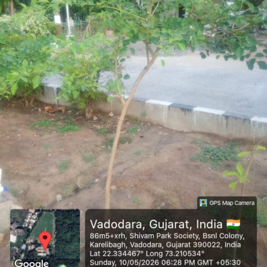 Leadership in Leaf: FICCI FLO Vadodara’s Sustainability Drive – 3 years