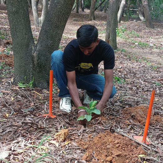 Empowering Green Growth: Fabzen Technologies' Employee-Driven Urban Forest – Planting