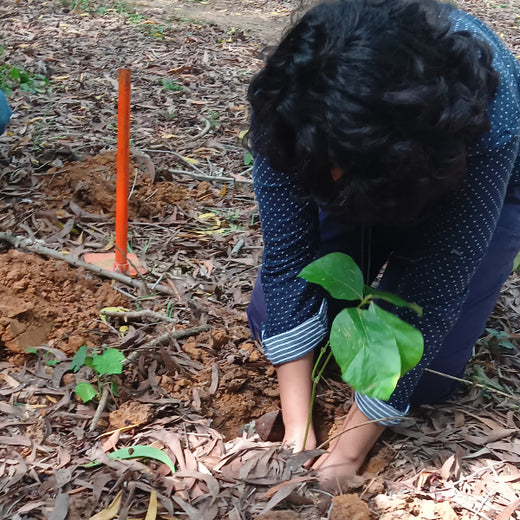 Empowering Green Growth: Fabzen Technologies' Employee-Driven Urban Forest – Planting