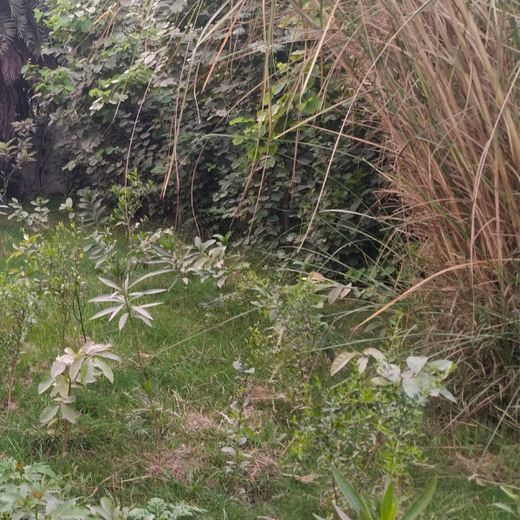 FAIRFOX IT INFRA: Connecting Employees with Nature – 6 months