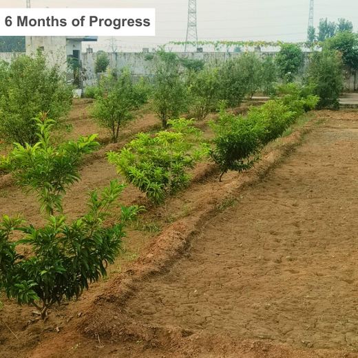 Growing Green, Empowering Farmers: Fareportal’s Agroforest CSR Drive – 2 years