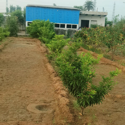 Growing Green, Empowering Farmers: Fareportal’s Agroforest CSR Drive – 2 years