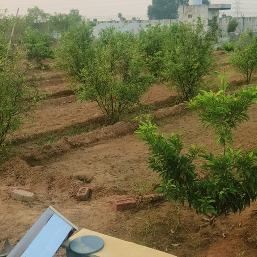 Growing Green, Empowering Farmers: Fareportal’s Agroforest CSR Drive – 2 years