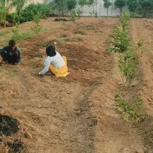 Growing Green, Empowering Farmers: Fareportal’s Agroforest CSR Drive – 1 year