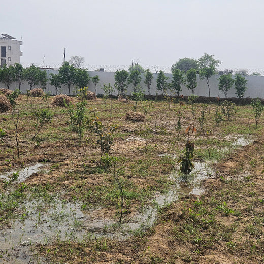 Growing Green, Empowering Farmers: Fareportal’s Agroforest CSR Drive – 3 years