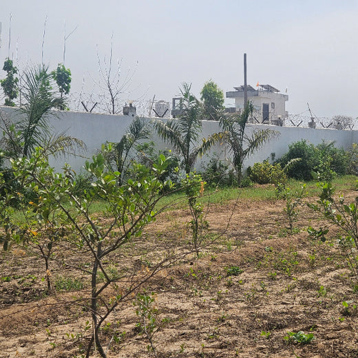 Growing Green, Empowering Farmers: Fareportal’s Agroforest CSR Drive – 3 years