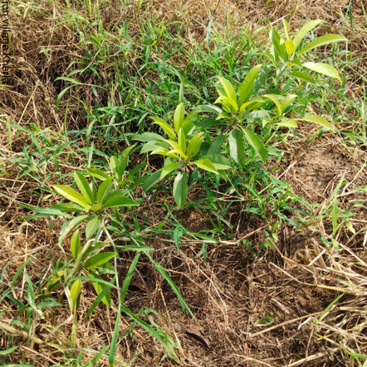 Growing Green, Empowering Farmers: Fareportal’s Agroforest CSR Drive – 2 years
