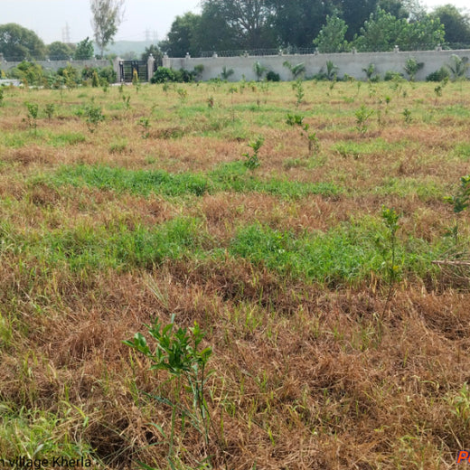 Growing Green, Empowering Farmers: Fareportal’s Agroforest CSR Drive – 2 years