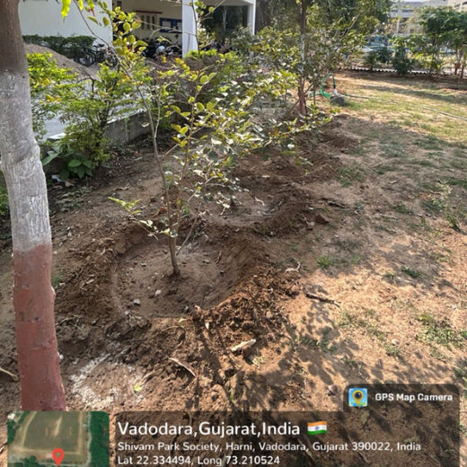 Leadership in Leaf: FICCI FLO Vadodara’s Sustainability Drive – 2 years